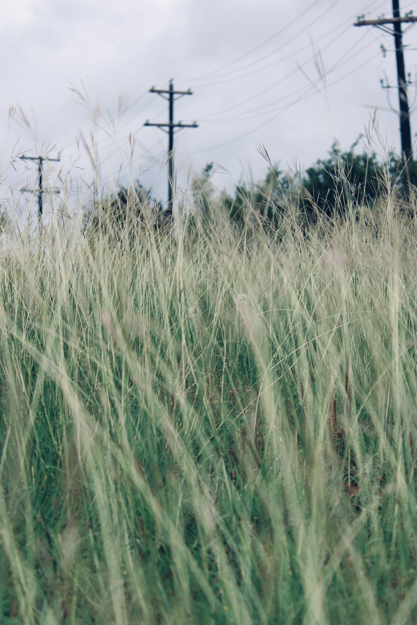 Lines in the Field