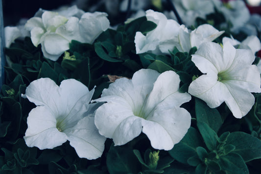 Petunia in Bloom