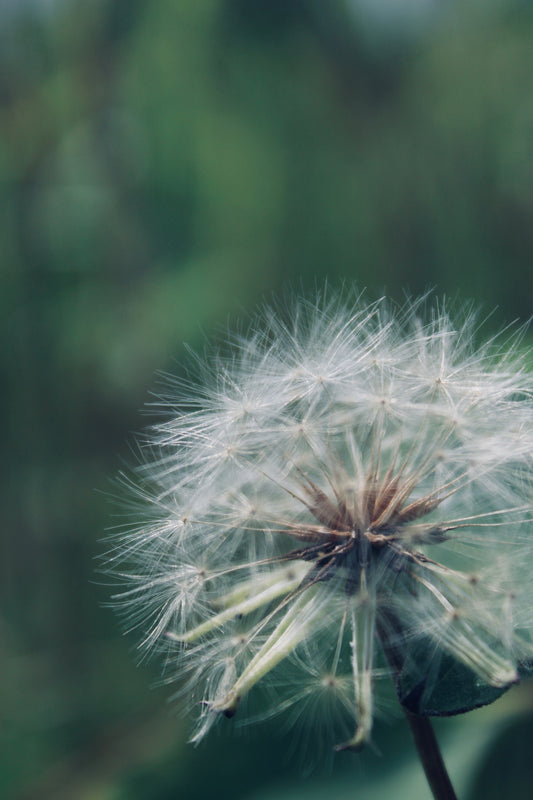 Delicate Dandelion