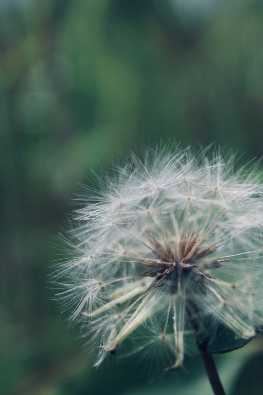 Delicate Dandelion