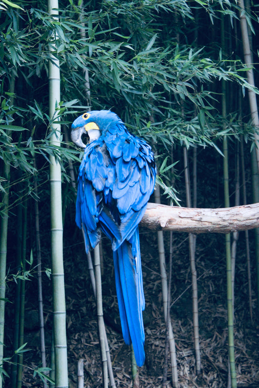 Hyacinth Macaw in Bamboo Forest