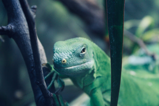 Emerald Gaze