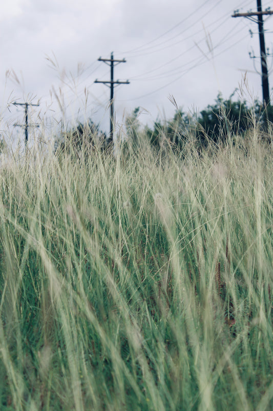 Lines in the Field
