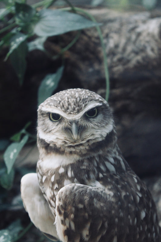 Golden-Eyed Gaze