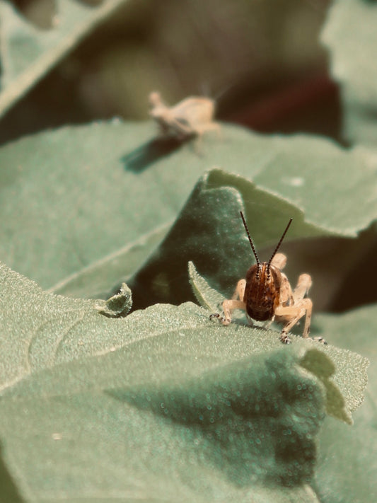 Grasshopper on Leaf