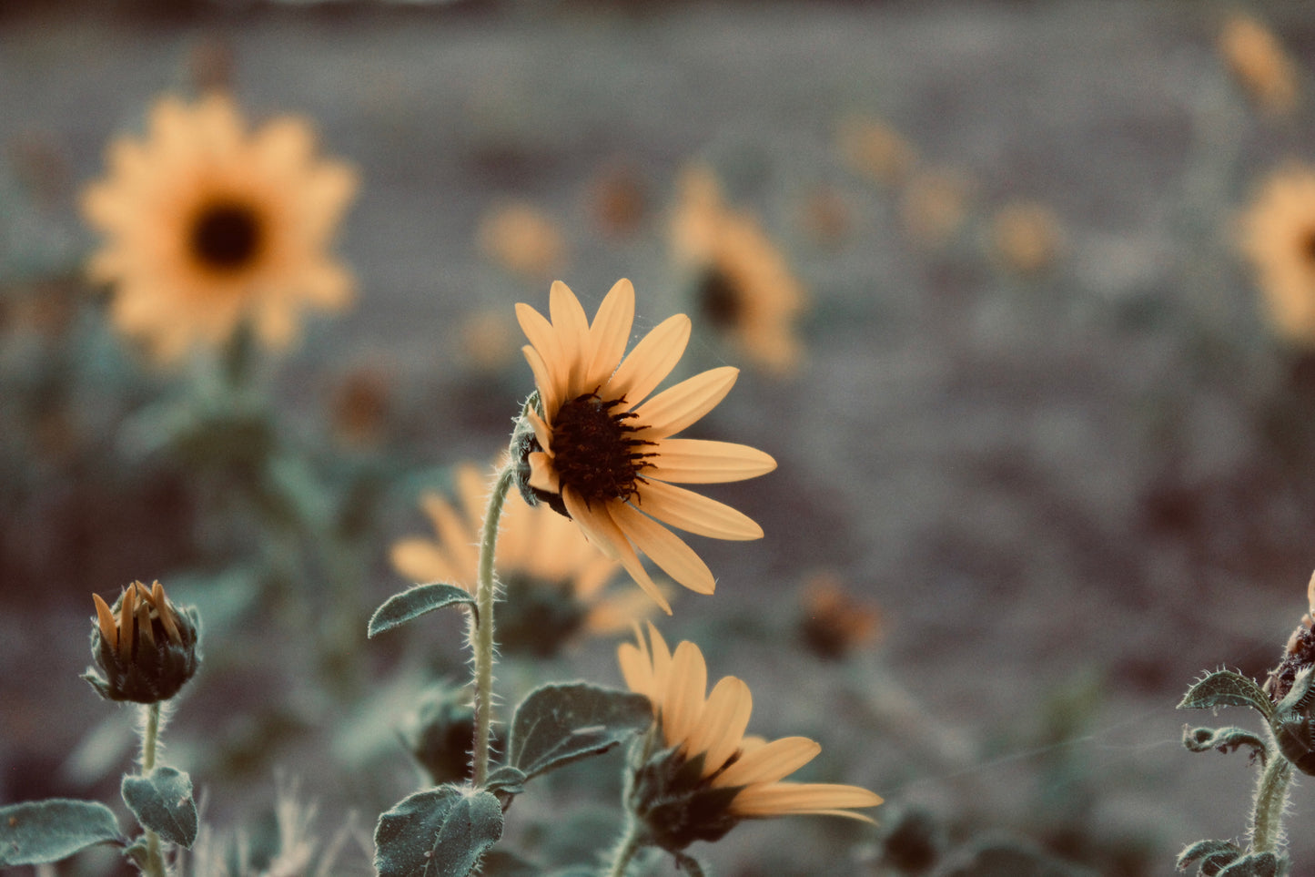 A Symphony of Sunflowers