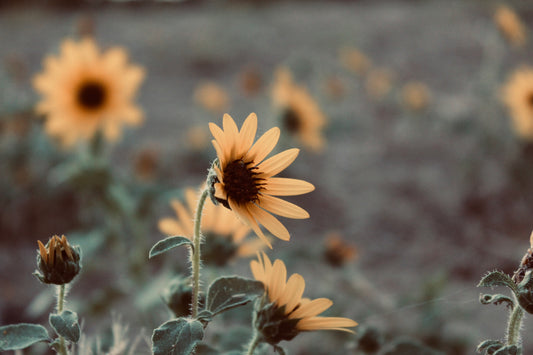 A Symphony of Sunflowers